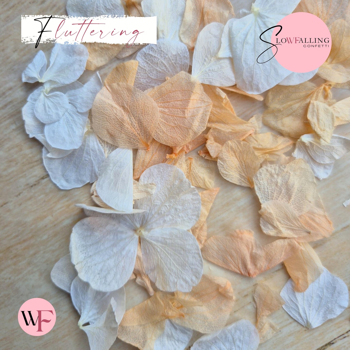 Petal Confetti hydrangea - White Peach
