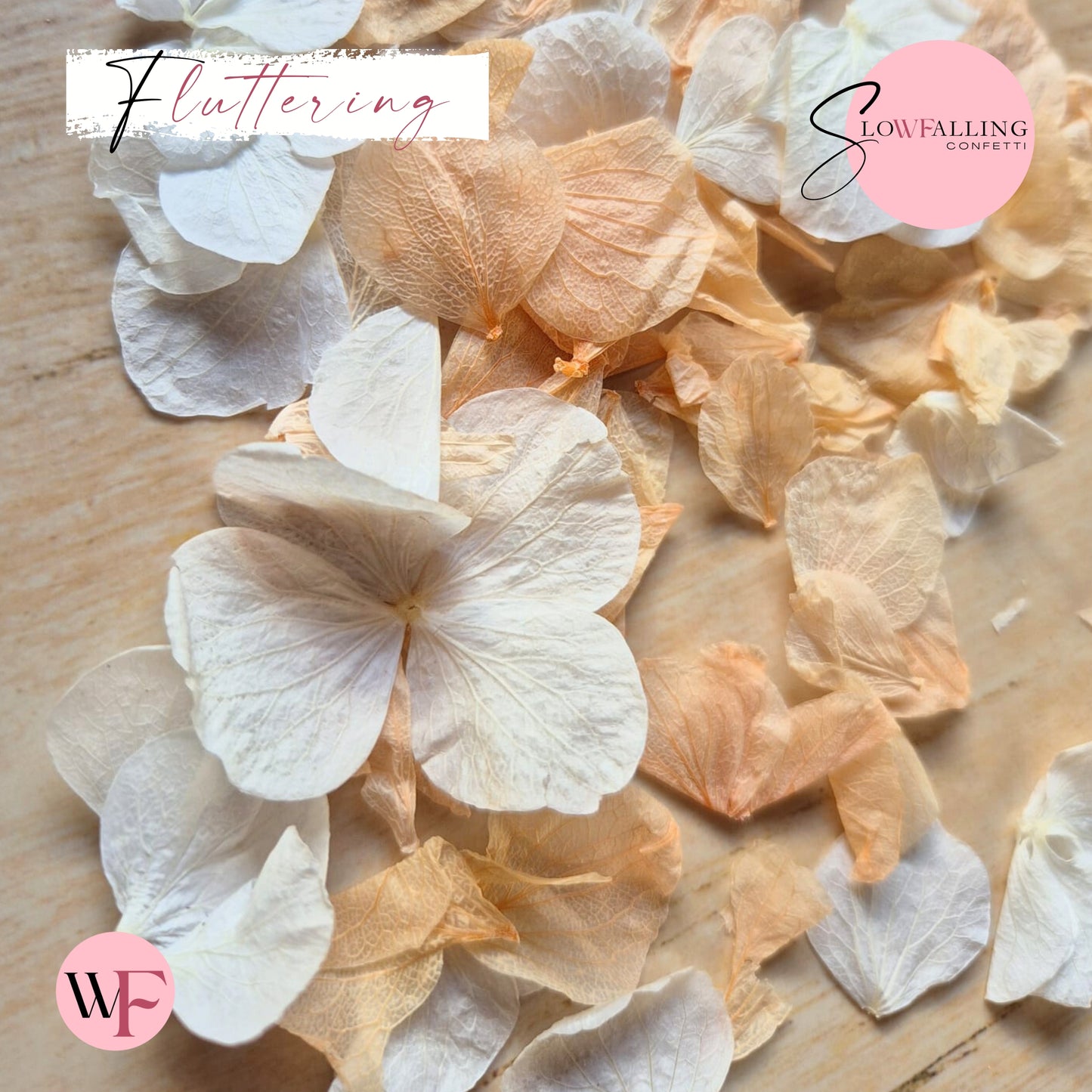 Petal Confetti hydrangea - White Peach