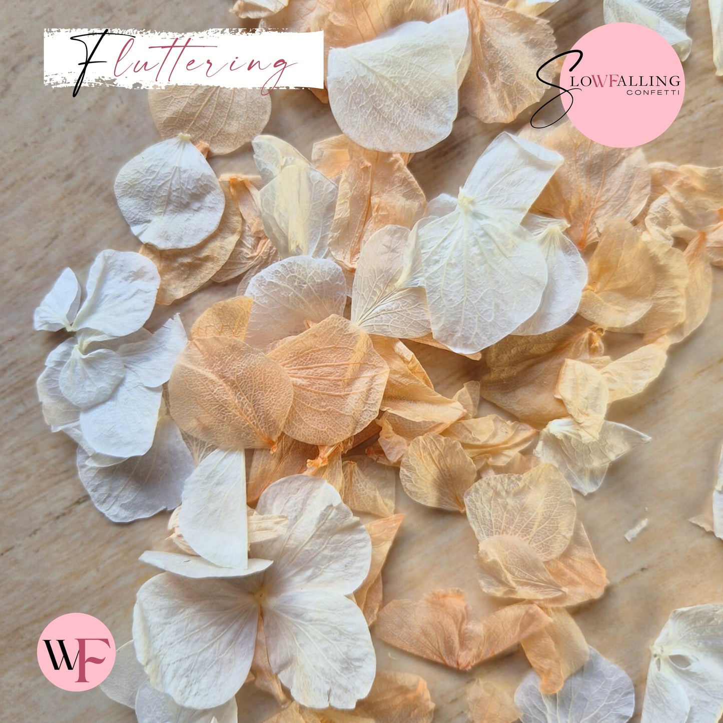 Petal Confetti hydrangea - White Peach