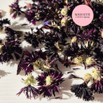 Black CornFlower Confetti Buds