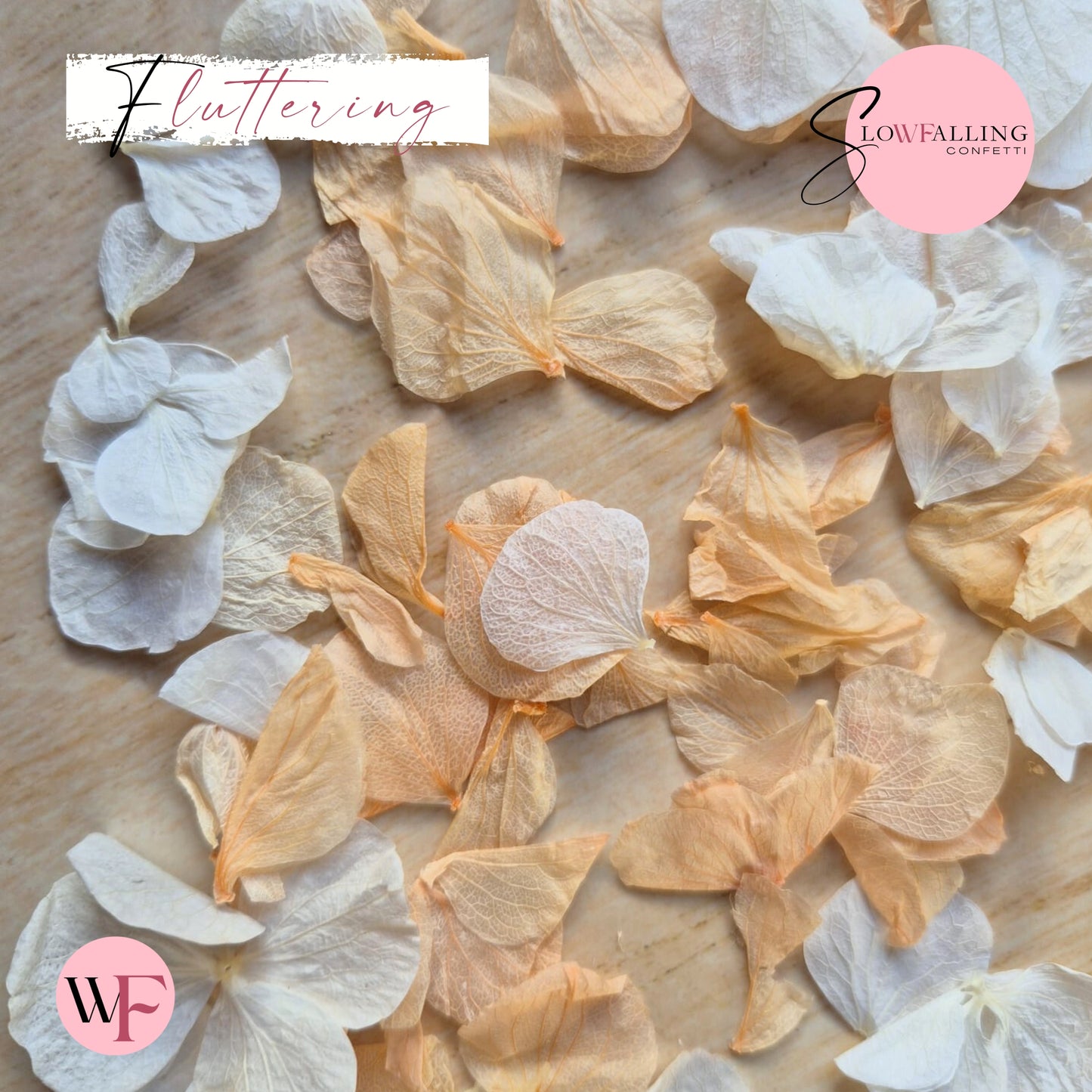 Petal Confetti hydrangea - White Peach