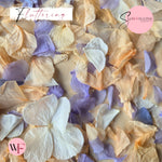 Petal Confetti hydrangea - Soft Purple Peach White