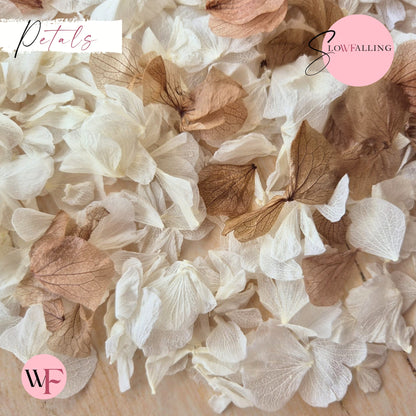 Petal Confetti hydrangea - White Chocolate