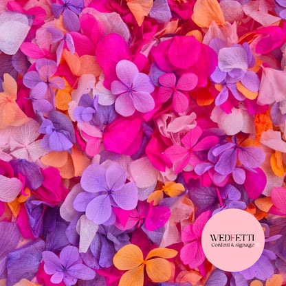 Petal Confetti hydrangea - Double Pink Orange purple + FlutterFly®