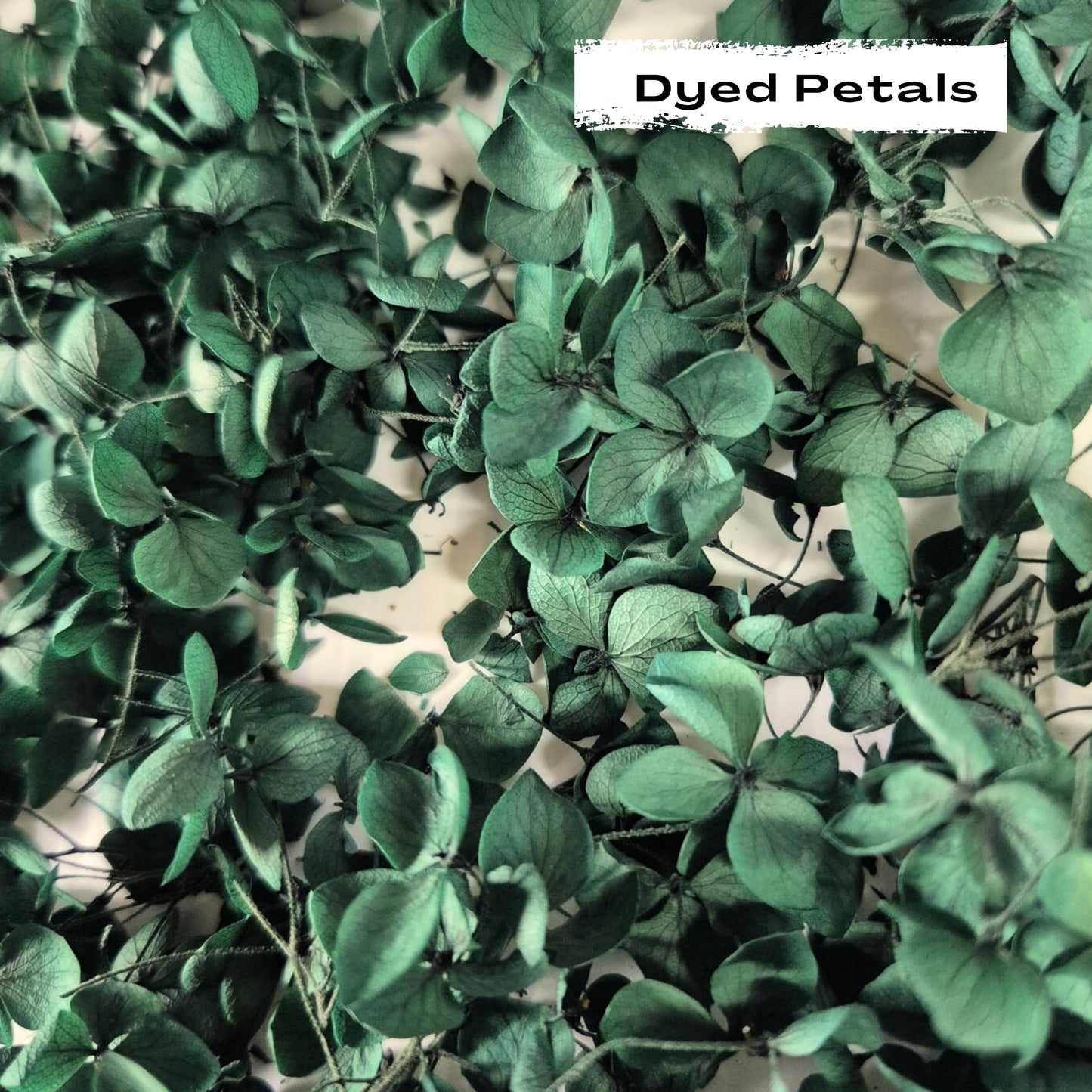 Green hydrangea petals (Dyed)