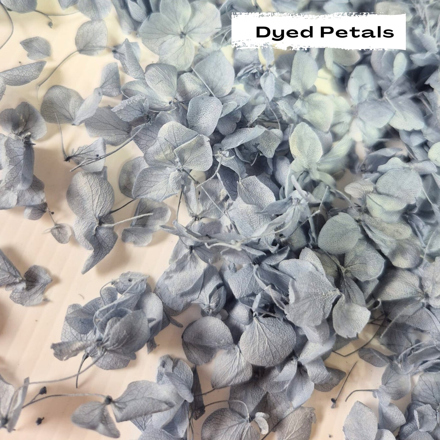 Dusty Blue hydrangea petals