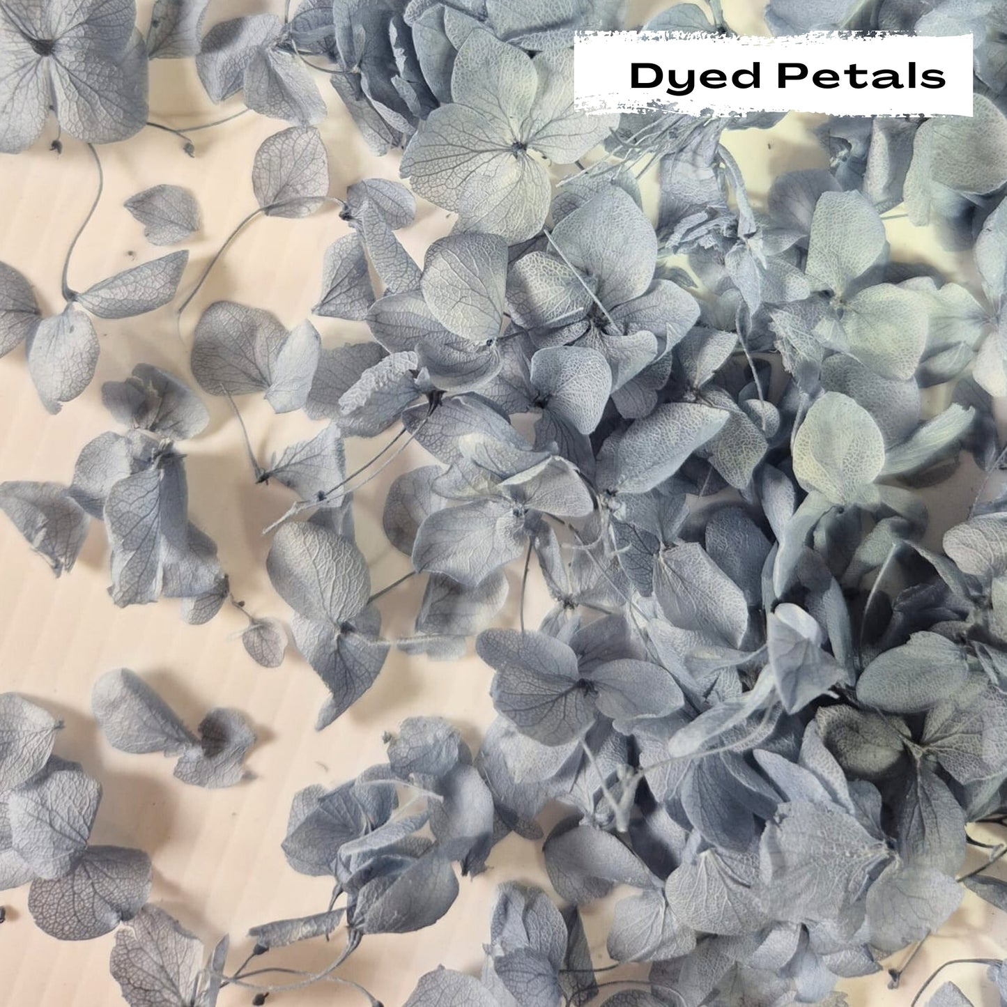 Dusty Blue hydrangea petals