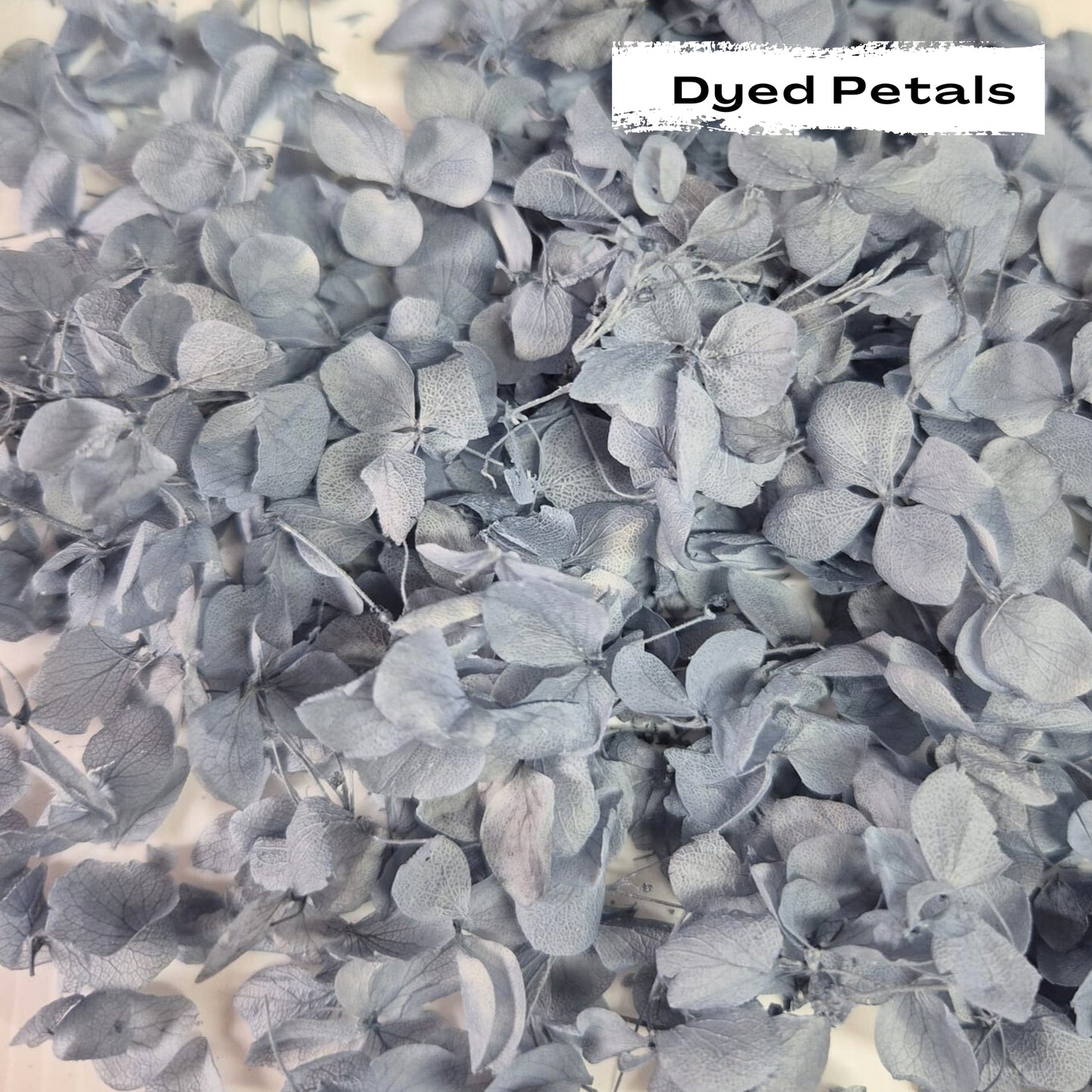 Dusty Blue hydrangea petals