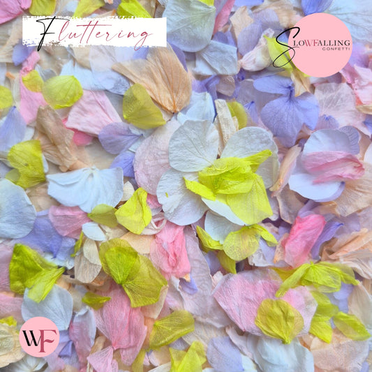Petal Confetti hydrangea - Double pink citrus peach