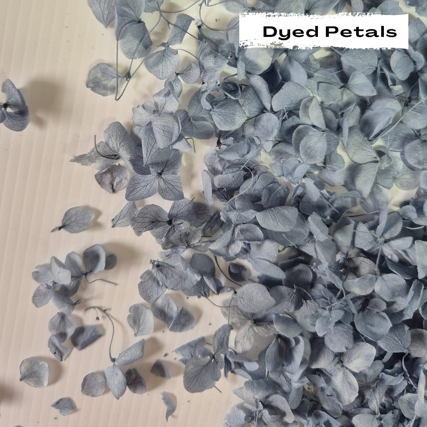 Dusty Blue hydrangea petals