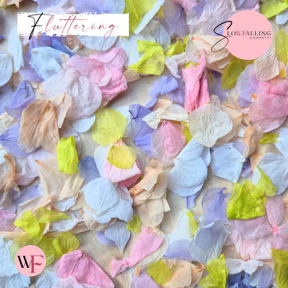 Petal Confetti hydrangea - Double pink citrus peach