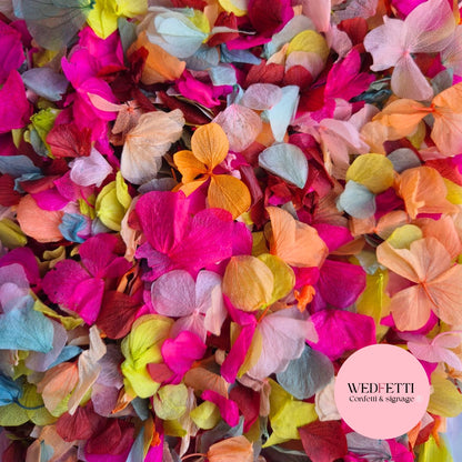 Petal Confetti hydrangea - Summer Fruit Mix