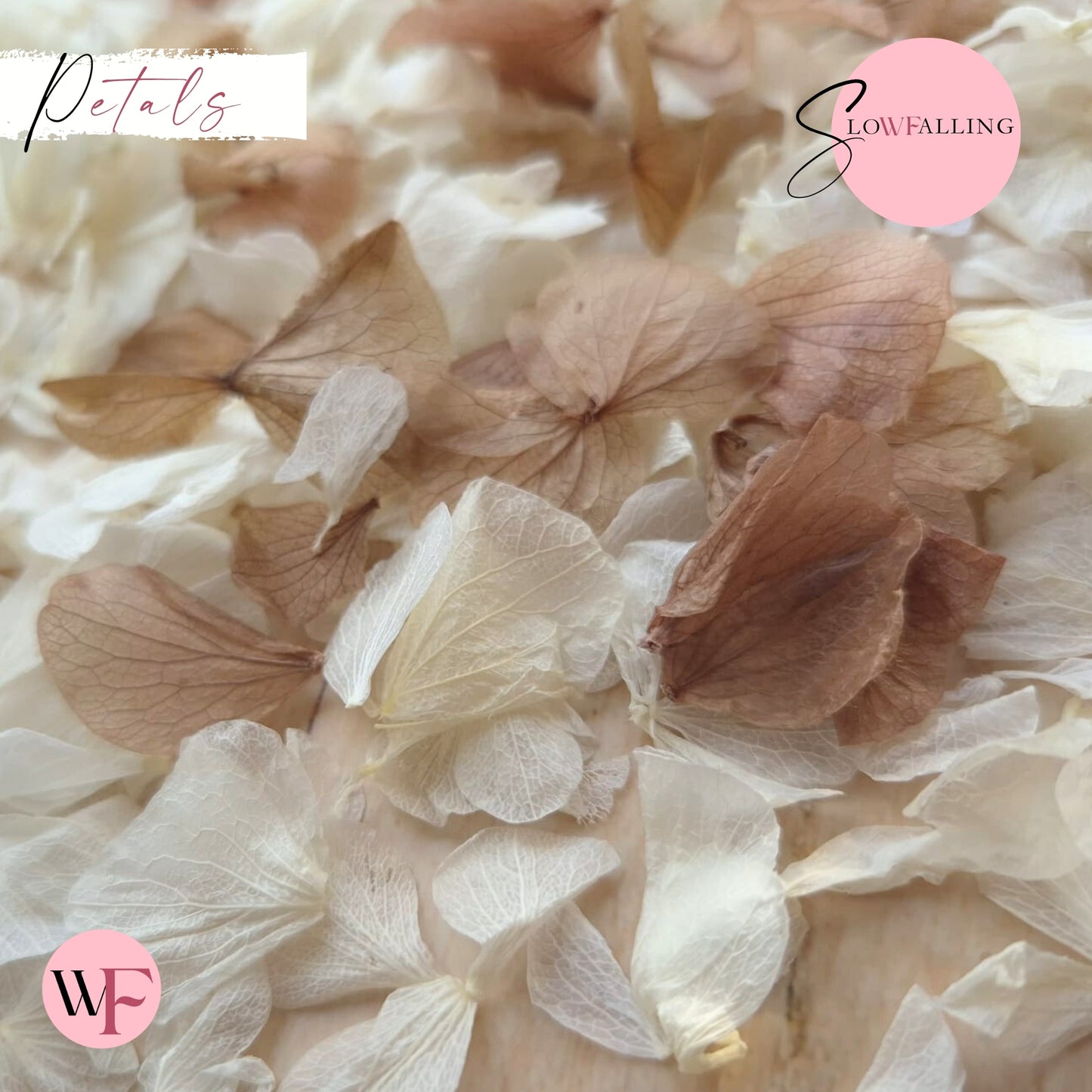 Petal Confetti hydrangea - White Chocolate