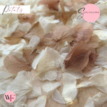 Petal Confetti hydrangea - White Chocolate