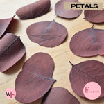 Fragrant large Eucalyptus Leaves