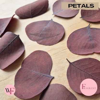 Fragrant large Eucalyptus Leaves