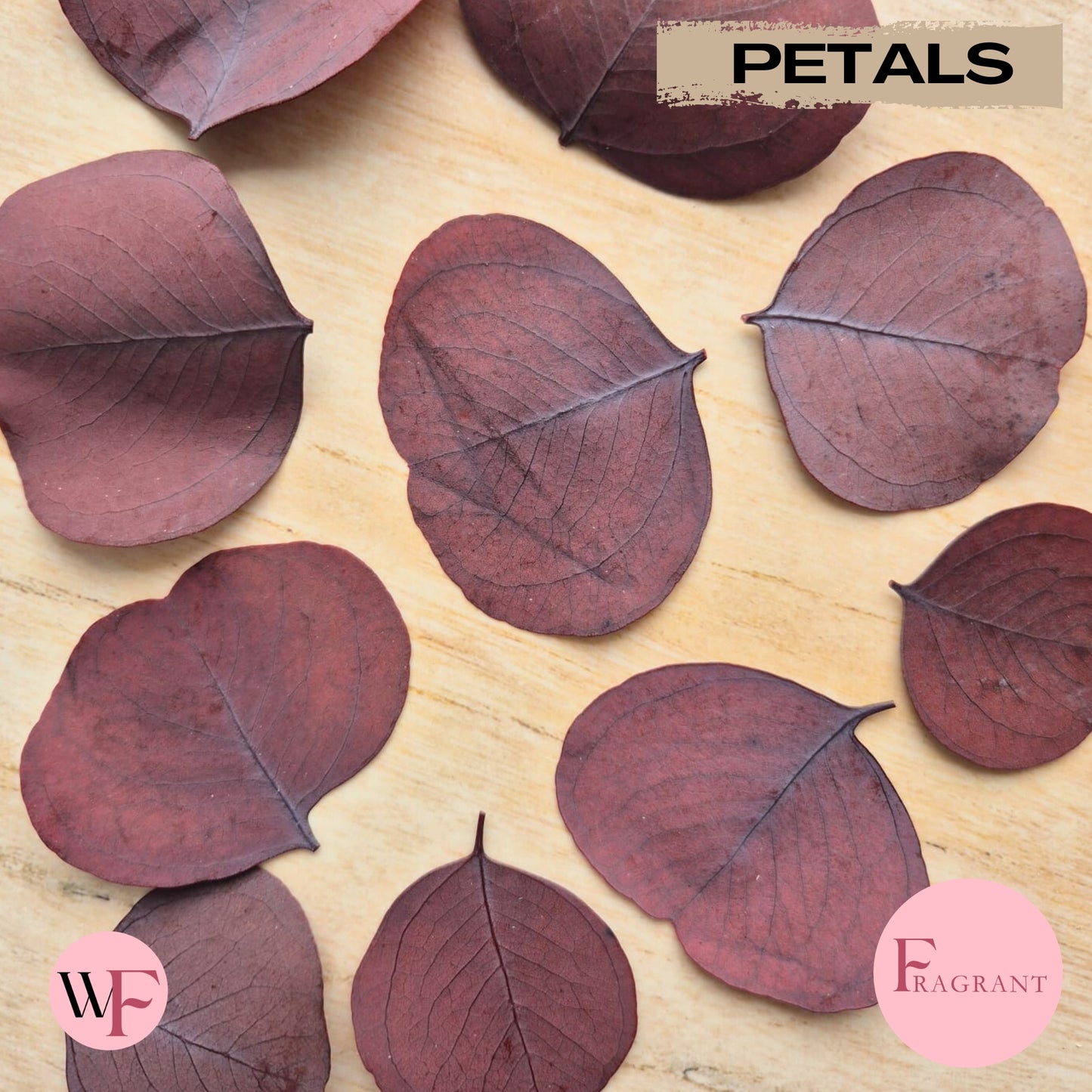 Fragrant large Eucalyptus Leaves