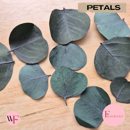 Fragrant large Eucalyptus Leaves