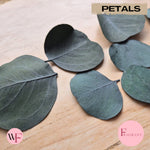 Fragrant large Eucalyptus Leaves