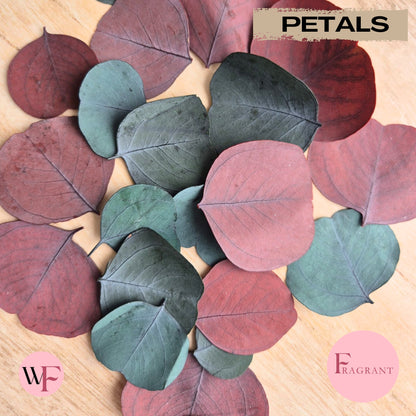 Fragrant large Eucalyptus Leaves