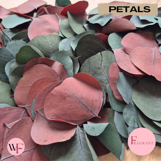 Fragrant large Eucalyptus Leaves