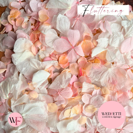 Petal Confetti hydrangea - Peach Pink gradient white + Pink FlutterFly®
