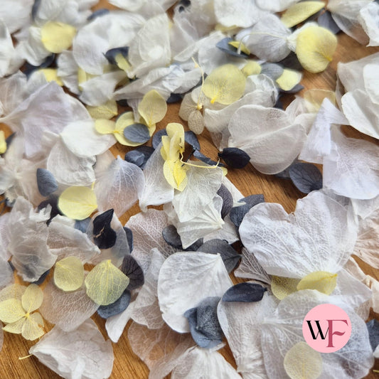 Petal Confetti hydrangea - Dusty Blue Lemon White