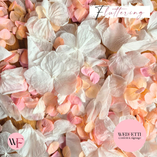 Petal Confetti hydrangea - Peach Pink gradient white