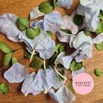 SLOW FALLING PETALS Fluttering Hydrangea Mix - Dusty Blue Green