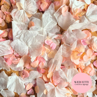 Petal Confetti hydrangea - Peach Pink gradient white