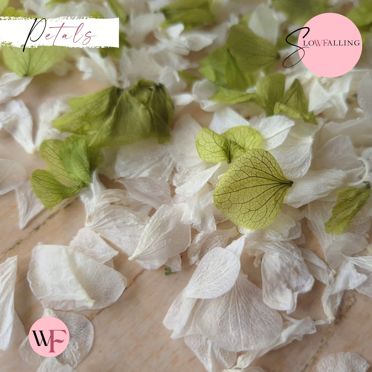 Petal Confetti hydrangea - White Apple Sage