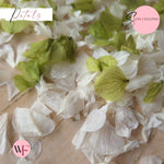 Petal Confetti hydrangea - White Apple Sage