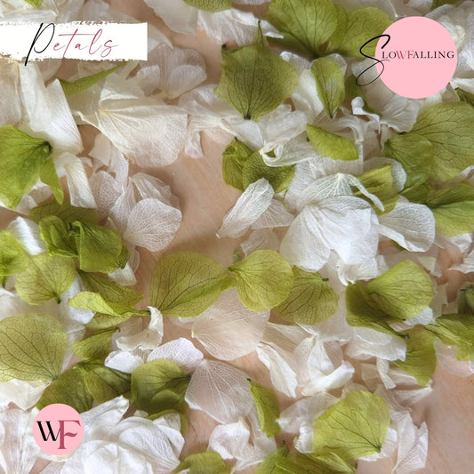 Petal Confetti hydrangea - White Apple Sage
