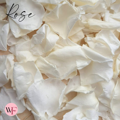 Rose Petals - Light Ivory White