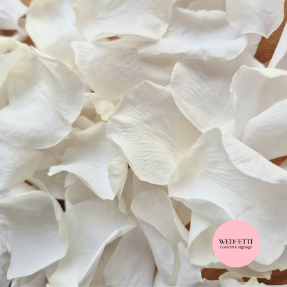 Rose Petals - Light Ivory