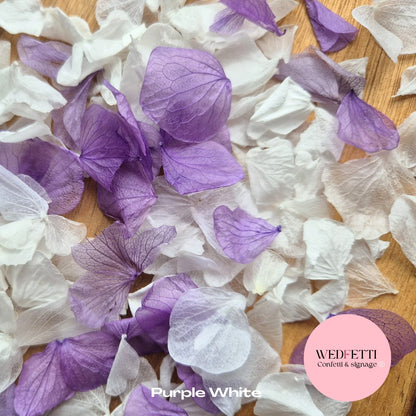 Petal Confetti hydrangea - Purple White