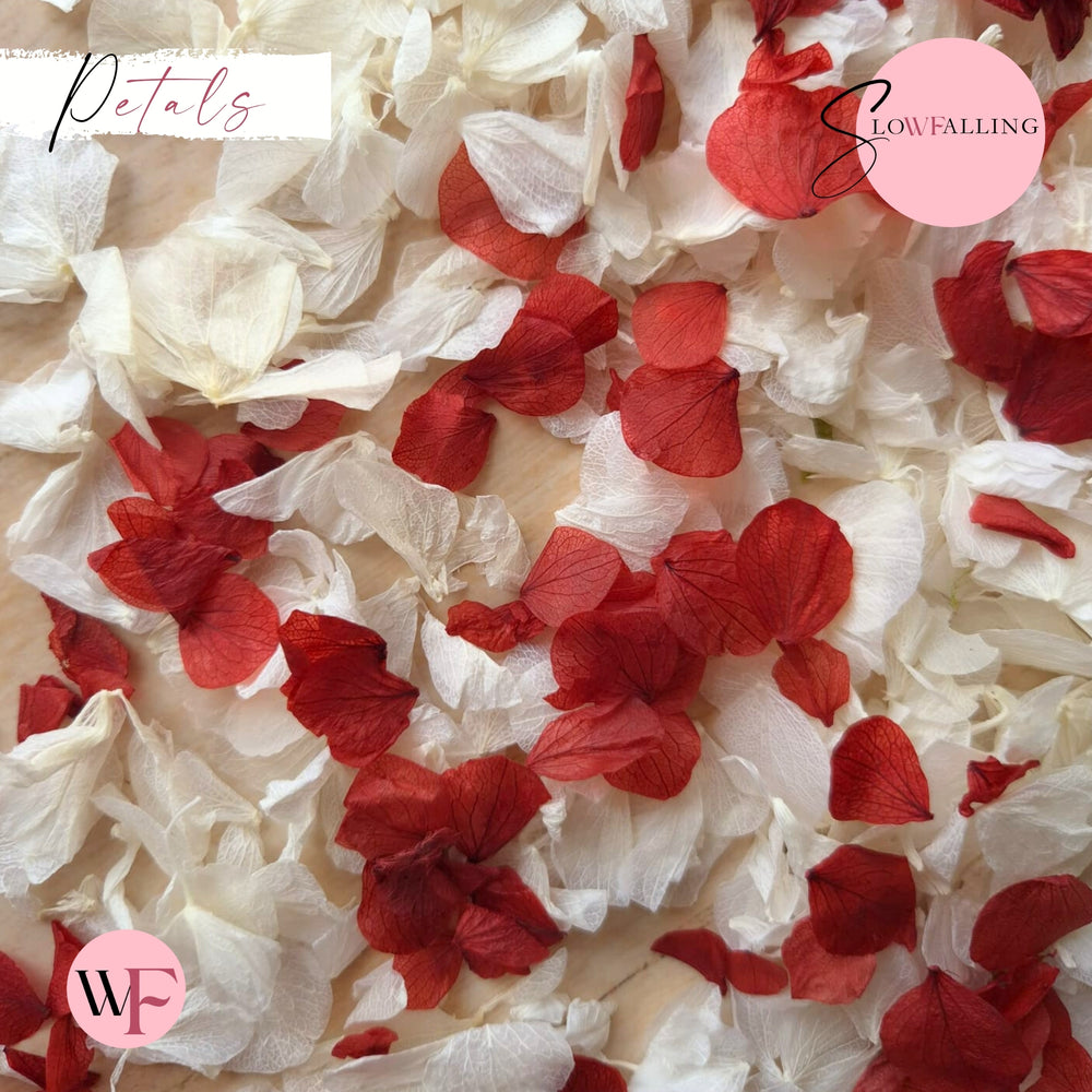 Petal Confetti hydrangea - Burgundy Red White