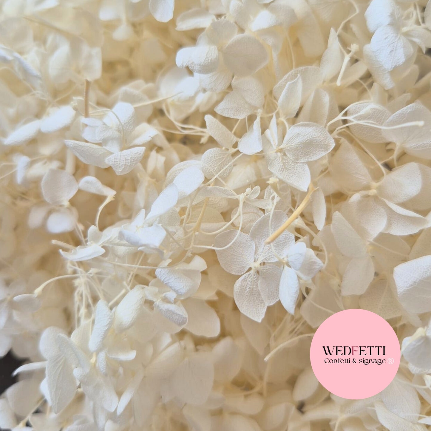 White Ivory hydrangea petals small