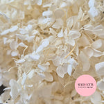 White Ivory hydrangea petals small