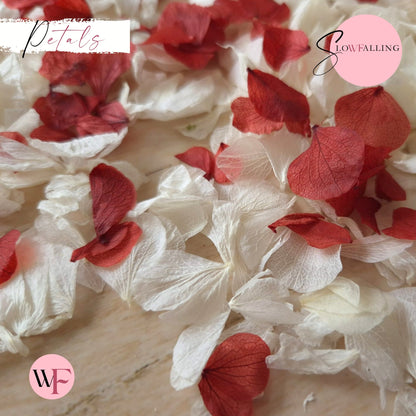 Petal Confetti hydrangea - Burgundy Red White