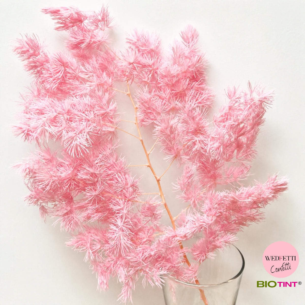 Dried & Preserved Pine Leaves on Stems