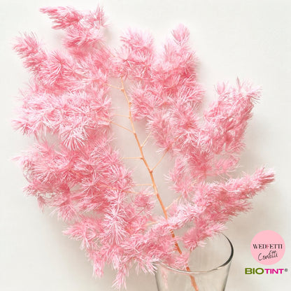 Dried & Preserved Pine Leaves on Stems