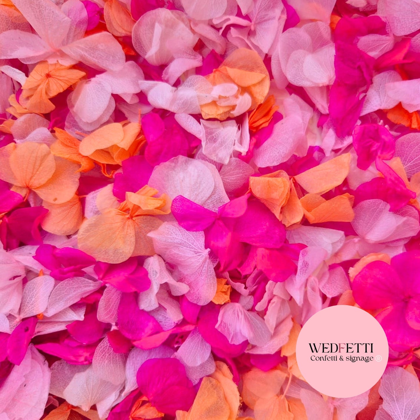 Petal Confetti hydrangea - Double Pink Orange