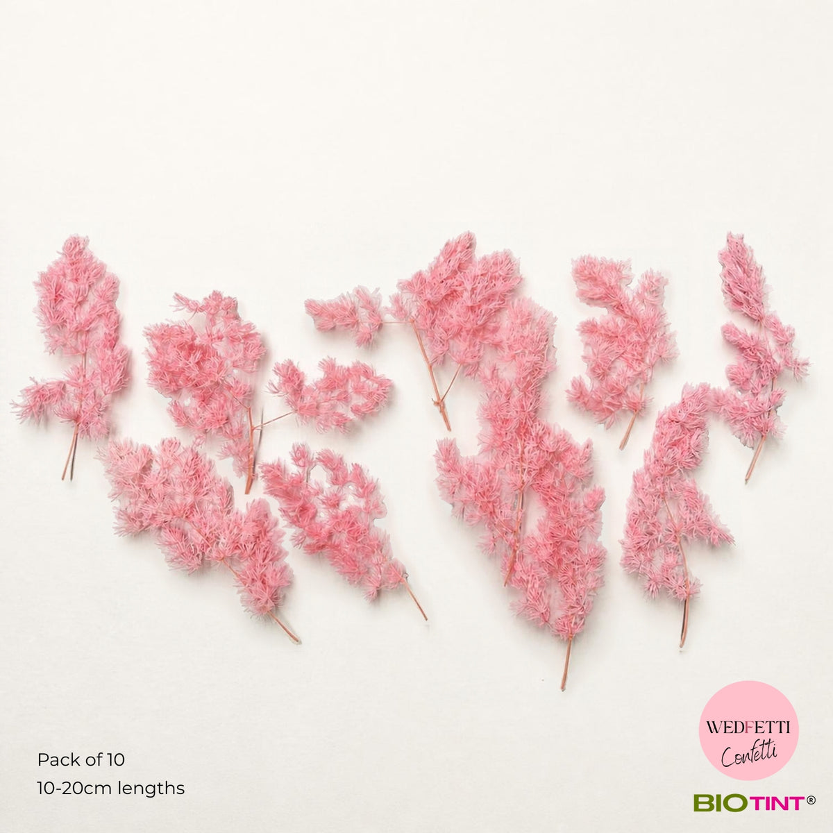 Dried & Preserved Pine Leaves on Stems