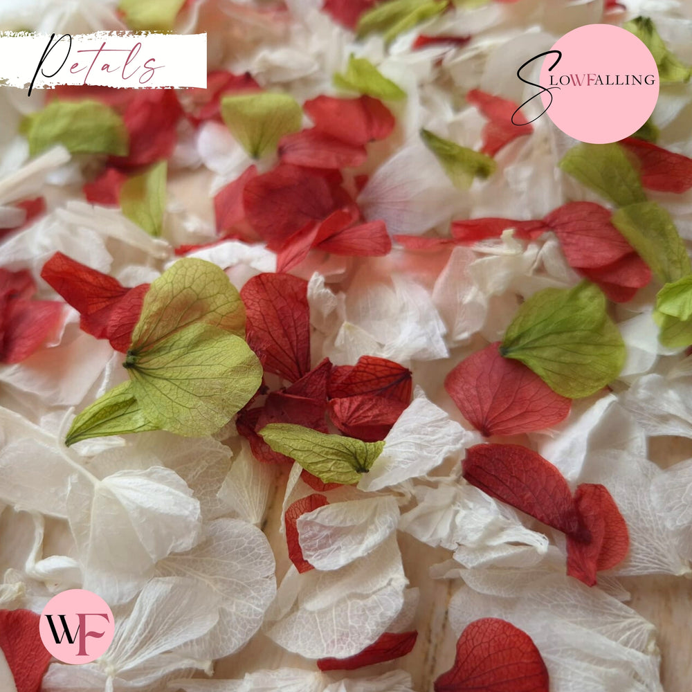 Petal Confetti hydrangea - Burgundy White Green