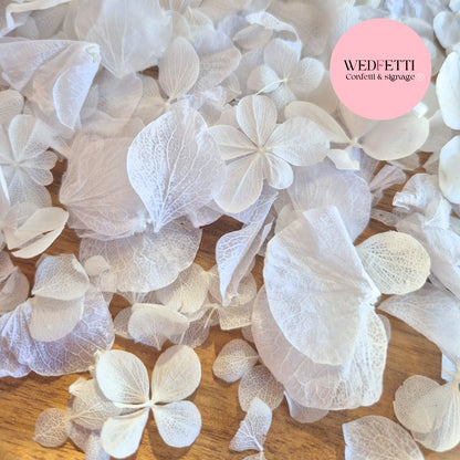 Petal Confetti hydrangea - All The Whites