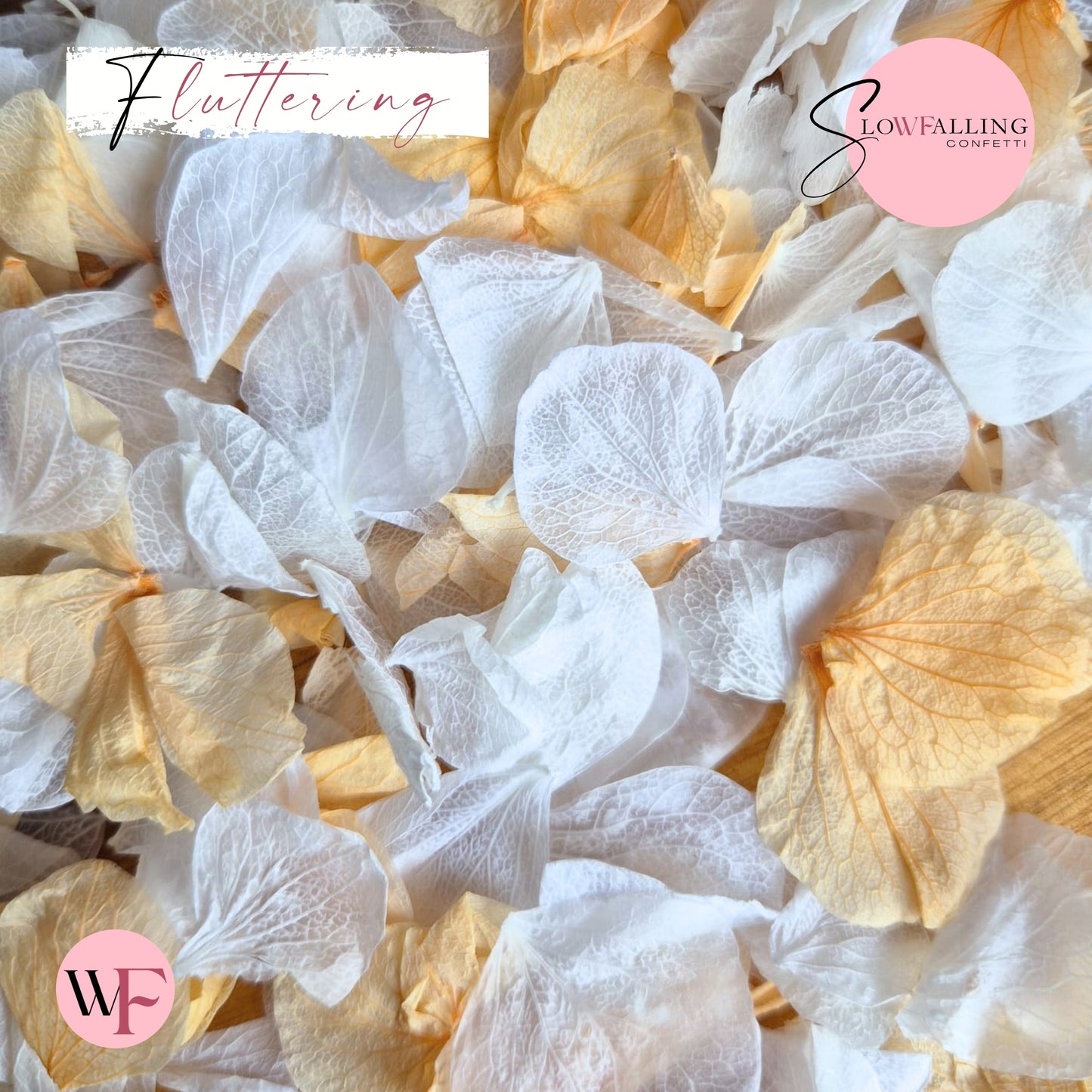 Petal Confetti hydrangea - White Peach