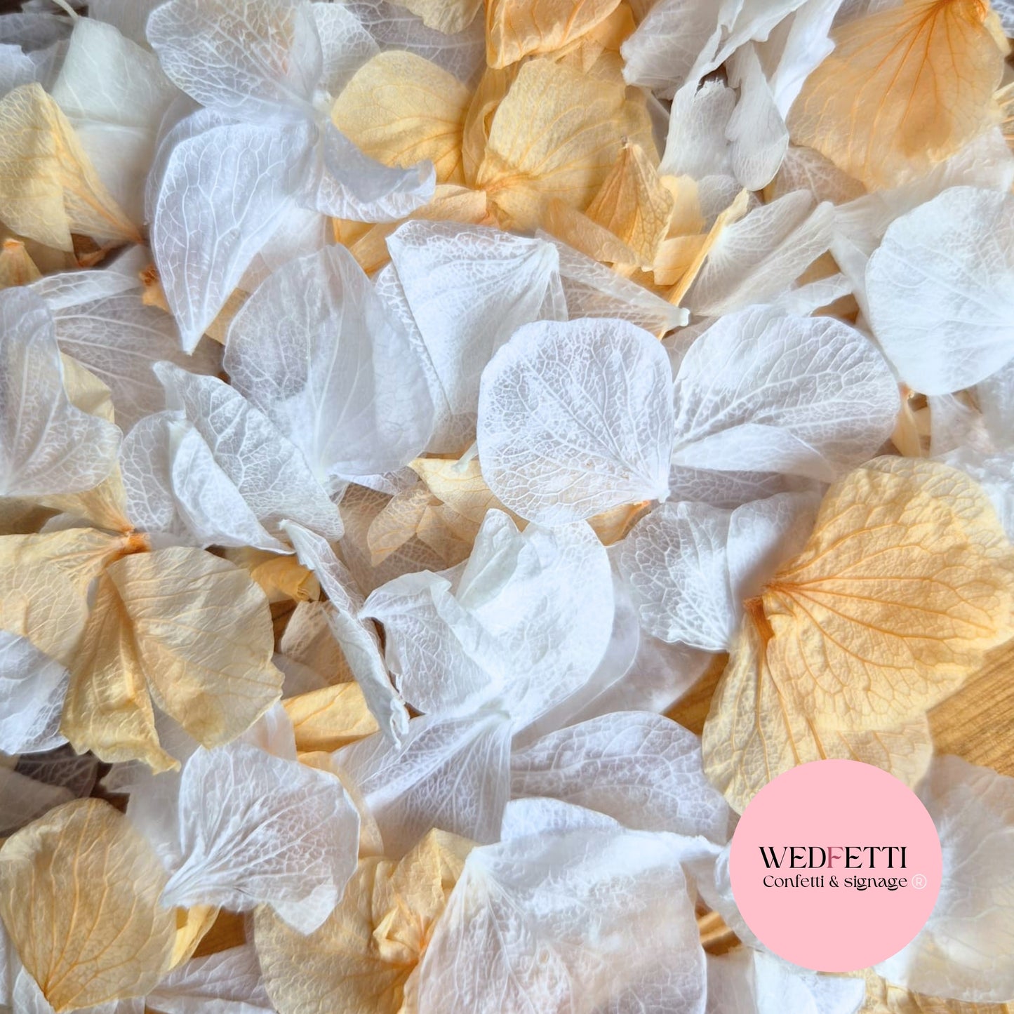 Petal Confetti hydrangea - White Peach