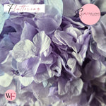 Petal Confetti hydrangea - Soft Purple