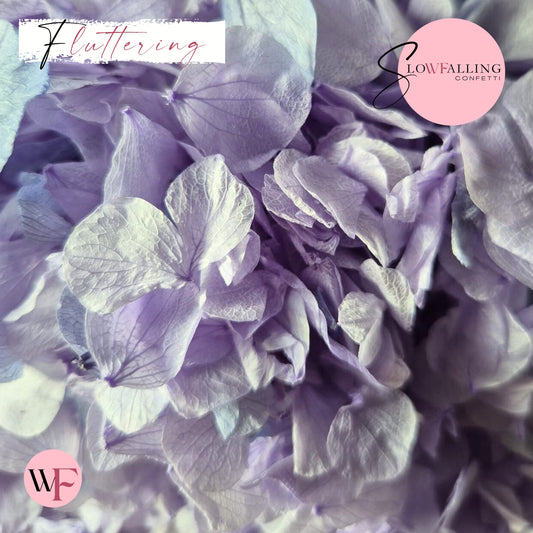 Petal Confetti hydrangea - Soft Purple